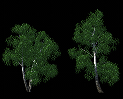 Without Color noise