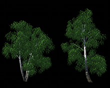Without Color noise